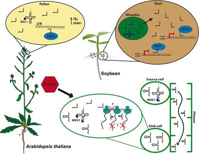 Plant Small RNA World Growing Bigger: tRNA-Derived Fragments, Longstanding Players in Regulatory Processes